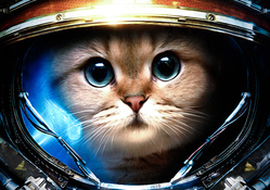 Astronaut Kitten