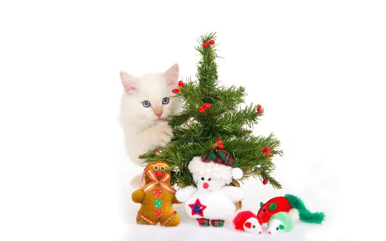 Christmas_Cat.jpg