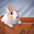 Easter Sunday Rabbit