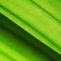 Photosynthesis Hd Wallpaper