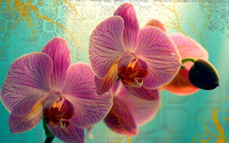 Magic_Orchids_Widescreen_Wallpaper.jpg