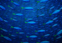 Blue Fish Pattern