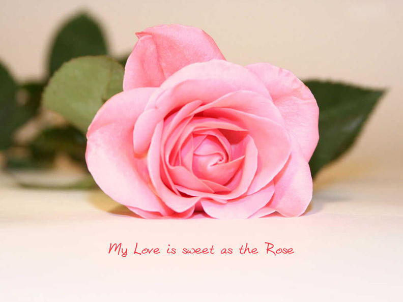 Love_Rose_Quotes_HD.jpg