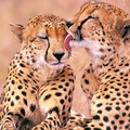 Romantic Cheetahs Full HD