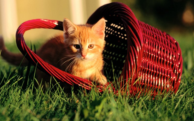 Cute Cat In Basket