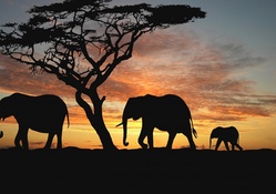 Savannah Elephants