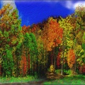 Colores del bosque