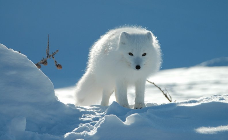 white-fox.jpg