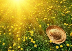 Sunshine and Summer Hat
