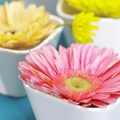 Flowers in a Cup