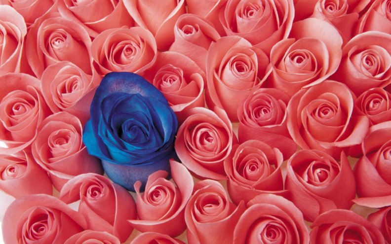 blue_rose_in_pink_roses.jpg