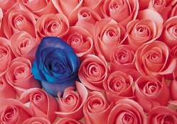 Blue Rose in Pink Roses