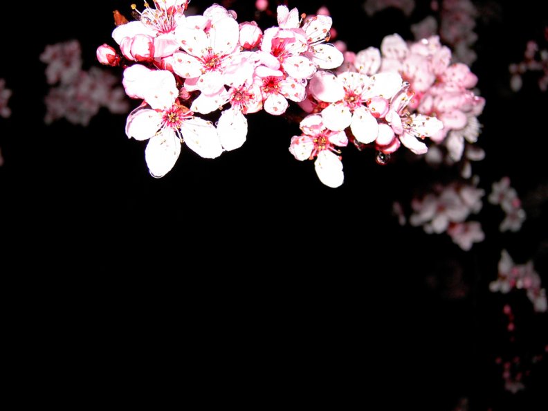 cherry_blossoms_on_black.jpg