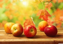 Fall apples