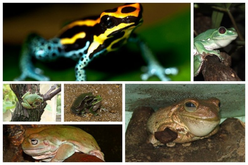 frog_collage.jpg