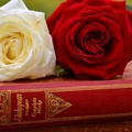Shakespeare roses
