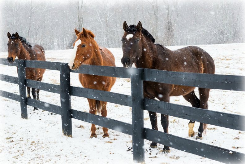 'Winter Horses'