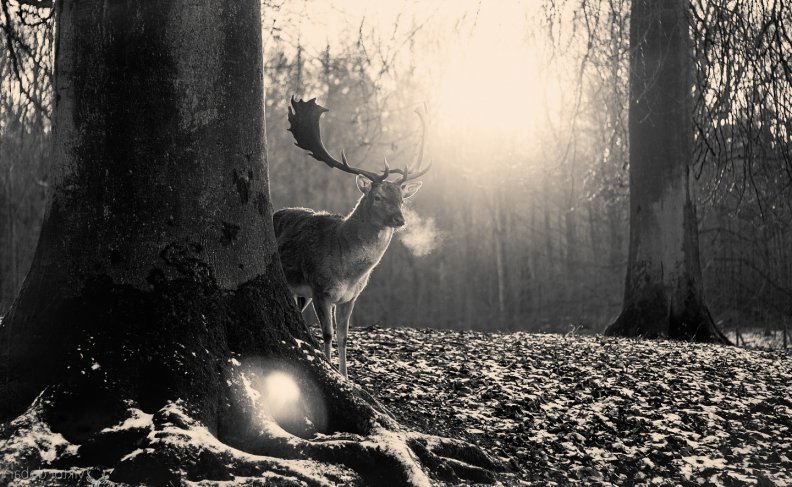 Stag Winter