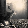 Stag Winter
