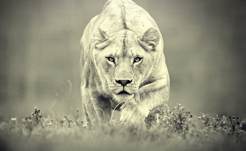 lioness-hunting.jpg