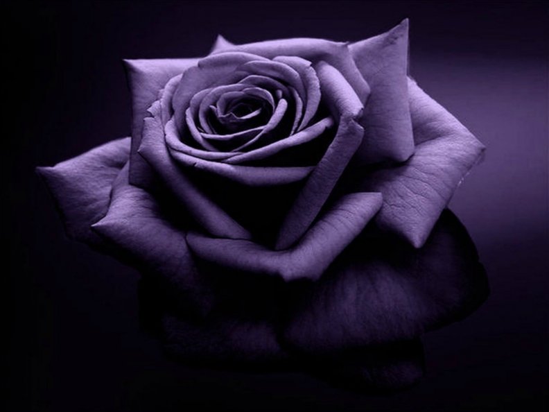 purple_rose.jpg