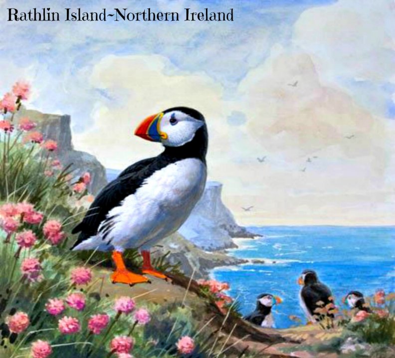 'Puffin's of Rathlin Island'