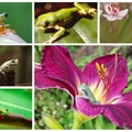 COLLAGE OF FROGS