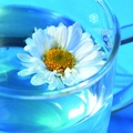 Flower in a glass
