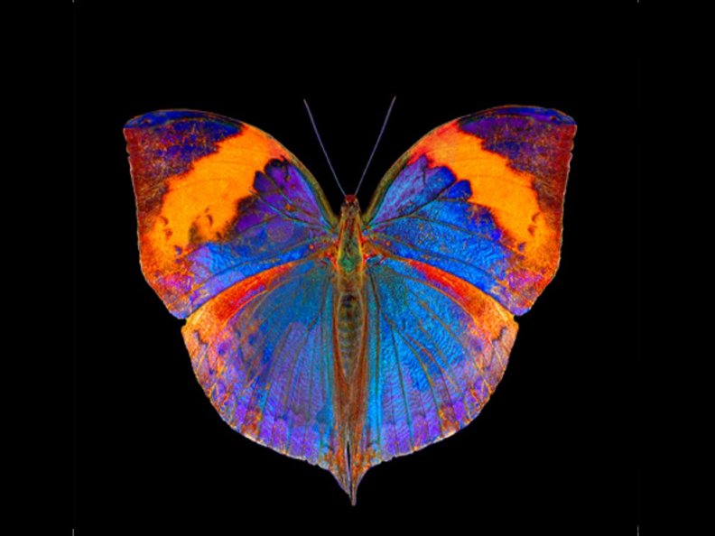 blue_and_orange_butterfly.jpg