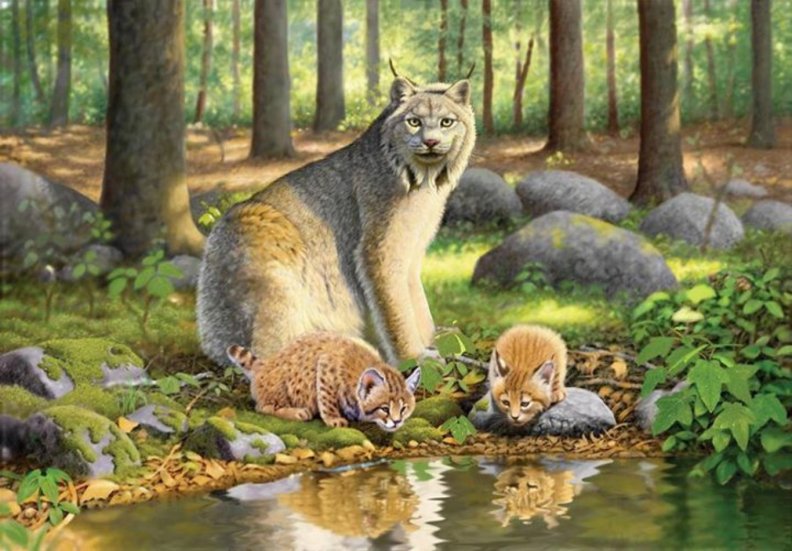 Lynx and Kittens