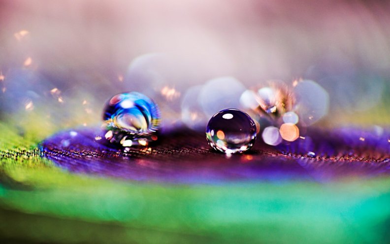 water_drops_on_a_peacock_feather.jpg