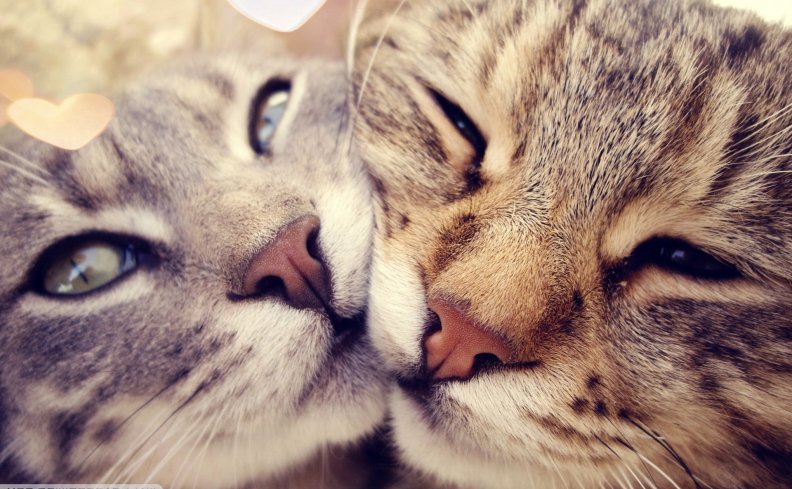cats-love.jpg