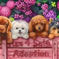 Pets for adoption