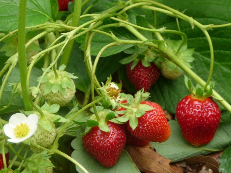sweet_strawberries.jpg