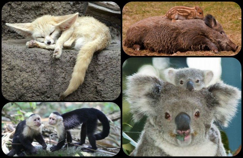 some_more_cute_animals.jpg