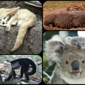 SOME MORE CUTE ANIMALS