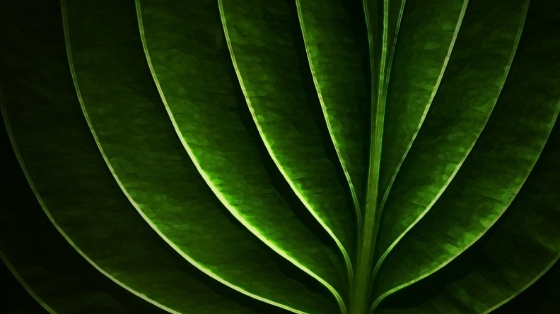 neon_leaf.jpg