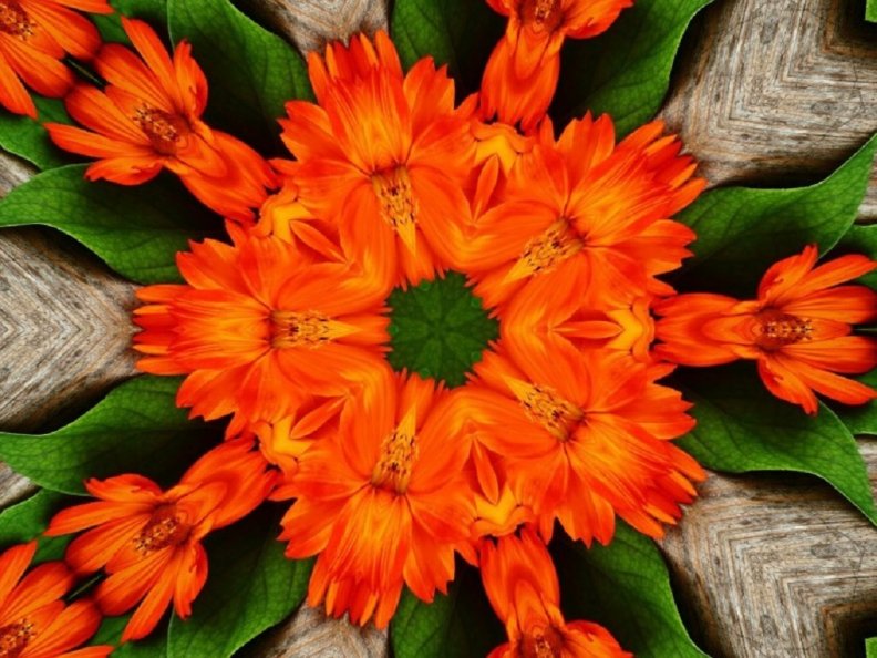 orange_five_sided_daisy.jpg