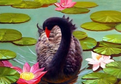Black swan in lake_detail