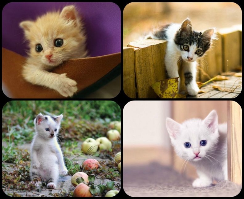 cute_kitties.jpg