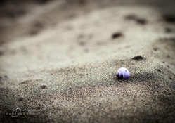 Purple shell