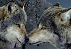Wolves ~ For Lisa