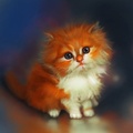 Fluffy Red Kitten