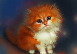 Fluffy Red Kitten