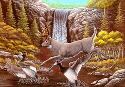 White_tailed Deer