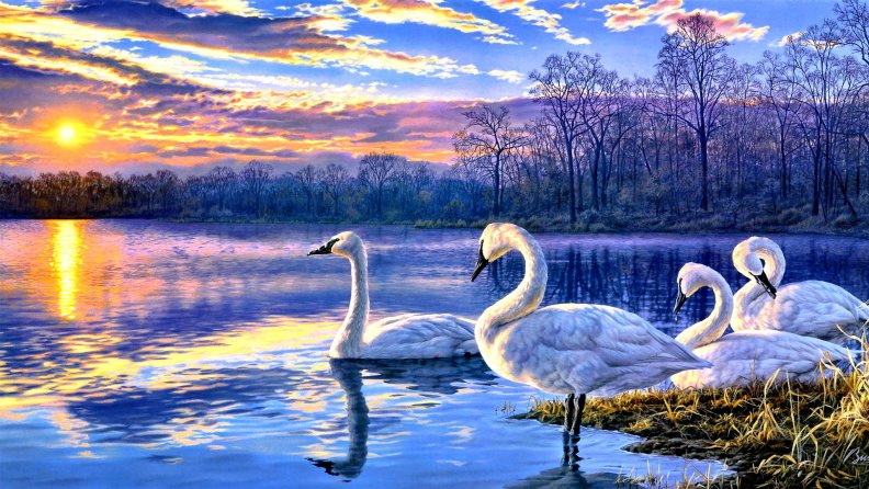 swans_at_the_sunset.jpg