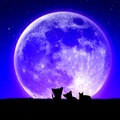 moon_watchers.jpg