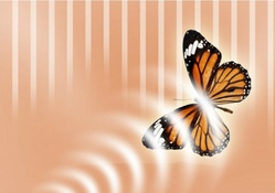 Brown butterfly