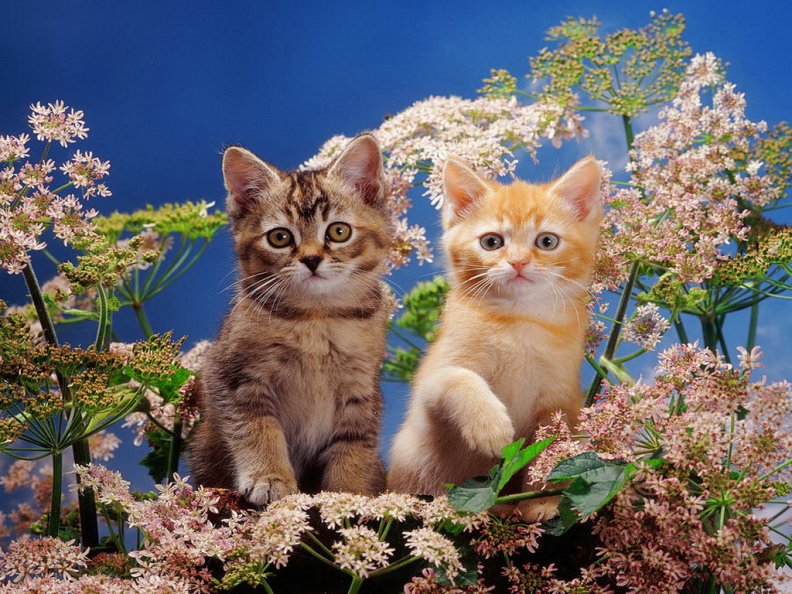 burmilla_kittens.jpg