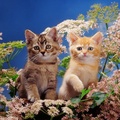 Burmilla kittens